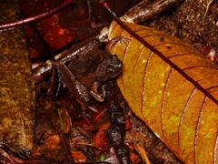 Microhyla berdmorei