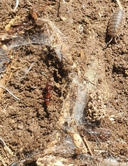 Austroponera castaneicolor