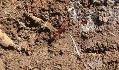 Austroponera castaneicolor