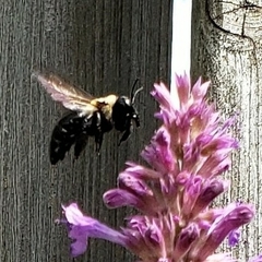 Xylocopa virginica