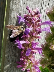 Xylocopa virginica