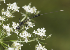 Gasteruption tarsatorium