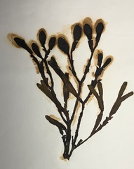 Fucus guiryi