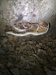 Heterobasidion annosum