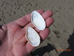 Megangulus bodegensis