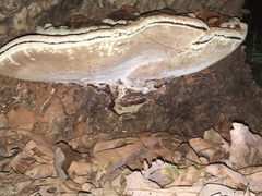 Heterobasidion annosum