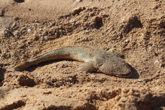 Platycephalus westraliae