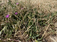 Carpobrotus modestus
