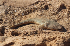 Platycephalus westraliae