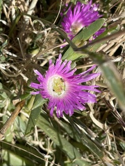 Carpobrotus modestus