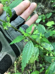 Urtica chamaedryoides