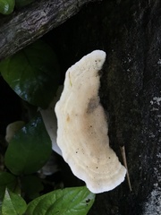 Trametes pavonia