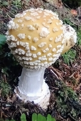 Amanita muscaria formosa
