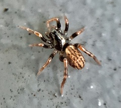 Allocosa funerea