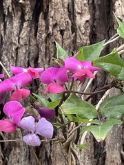 Dipogon lignosus