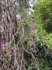 Dipogon lignosus
