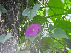 Ipomoea purga