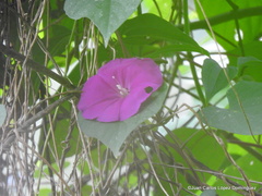Ipomoea purga