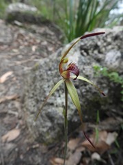 Caladenia australis