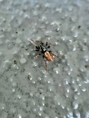 Allocosa funerea