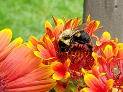 Bombus impatiens