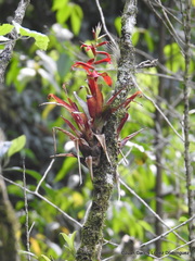 Tillandsia leiboldiana