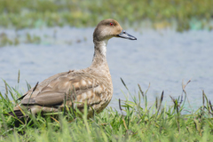 Lophonetta specularioides