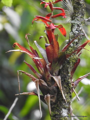 Tillandsia leiboldiana