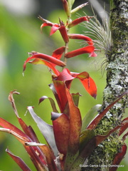 Tillandsia leiboldiana