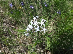 Amsonia ciliata texana