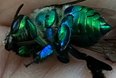 Euglossa dilemma