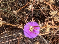 Ipomoea ternifolia