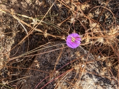 Ipomoea ternifolia