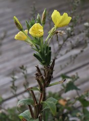 Oenothera biennis