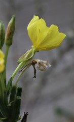 Oenothera biennis