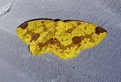 Periclina