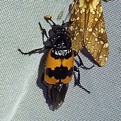 Nicrophorus olidus
