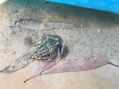 Limnodynastes dumerilii insularis