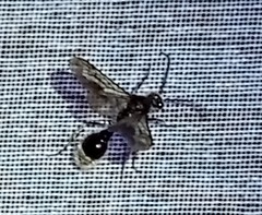 Sphaeropthalma alsvid