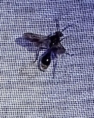 Sphaeropthalma alsvid