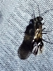 Sphaeropthalma alsvid