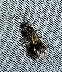 Sphaeropthalma alsvid