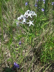 Amsonia ciliata texana