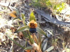 Chloraea disoides