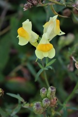 Linaria vulgaris