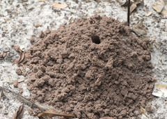 Peltotrupes profundus