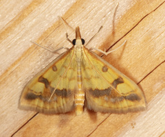 Choristostigma plumbosignalis