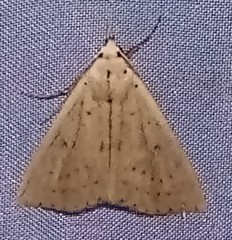 Scolecocampa
