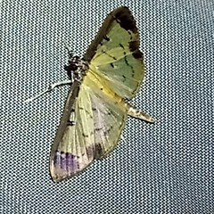 Eulepte