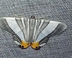 Opisthoxia miletia